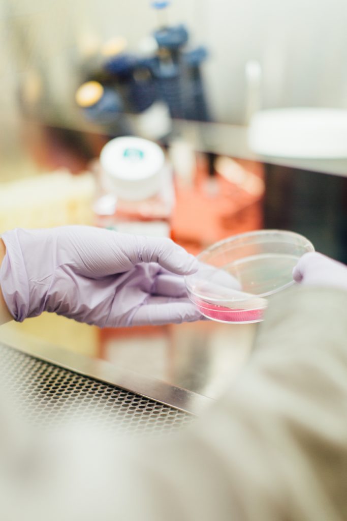 Gloved hands hold petri dish in laboratory