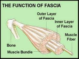 Read more about the article Fascia – The Missing Body Maintenance Link